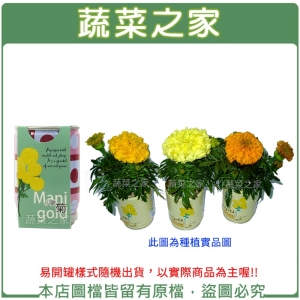 【蔬菜之家004-E09】iPlant易開罐花卉-萬壽菊(小雛菊)2入/組(2入優惠價-單罐88元)