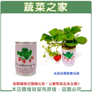 【蔬菜之家004-E00-1】iPlant易開罐花卉-草莓2入/組(2入優惠價-單罐88元)