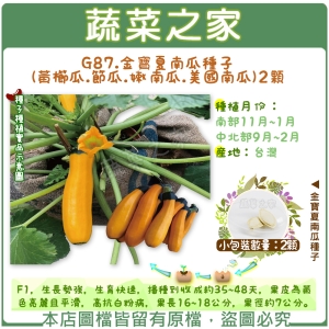 【蔬菜之家】G87.金寶夏南瓜種子(黃櫛瓜.節瓜.嫩南瓜.美國南瓜) 2顆