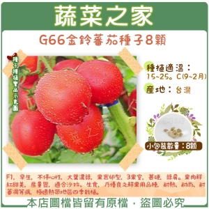 【蔬菜之家】G66金鈴番茄種子8顆
