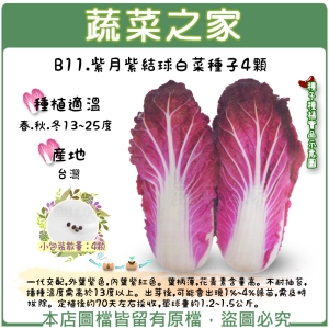 【蔬菜之家】B11.紫月紫結球白菜種子4顆