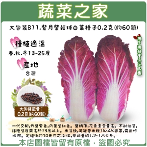 【蔬菜之家】大包裝B11.紫月紫結球白菜種子0.2克(約60顆)