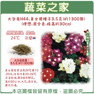 大包裝H44.美女櫻種子3.5克(約1300顆)(理想.混合色.株高約30cm)