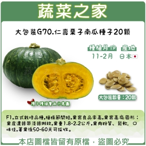 大包裝G70.仁壽栗子南瓜種子20顆