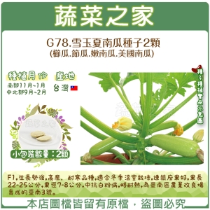 G78.雪玉夏南瓜種子2顆(櫛瓜.節瓜.嫩南瓜.美國南瓜)