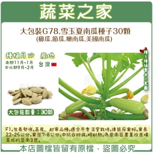 大包裝G78.雪玉夏南瓜種子30顆((櫛瓜.節瓜.嫩南瓜.美國南瓜)