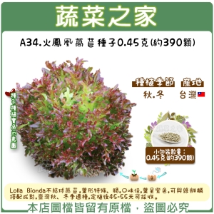 A34.火鳳凰萵苣種子0.45克(約390顆)
