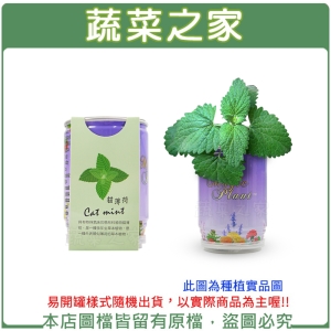 【蔬菜之家004-E24】iPlant易開罐花卉-貓薄荷