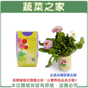 【蔬菜之家004-E00-1】iPlant易開罐花卉-小品菊2入/組(2入優惠價-單罐88元)