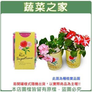 【蔬菜之家004-E00-1】iPlant易開罐花卉-鳳仙花2入/組(2入優惠價-單罐88元)