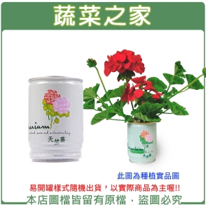 【蔬菜之家004-E28】iPlant易開罐花卉-天竺葵