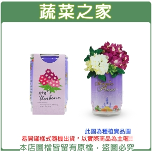 【蔬菜之家004-E00-1】iPlant易開罐花卉-美女櫻2入/組(2入優惠價-單罐88元)