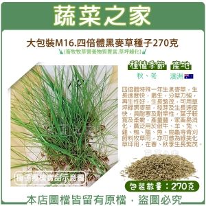 大包裝M16.四倍體黑麥草種子270克(畜牧牧草營養物質豐富.草坪綠化)