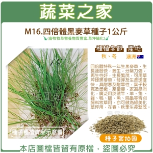 【蔬菜之家00M16】四倍體黑麥草種子1公斤(畜牧牧草營養物質豐富.草坪綠化)