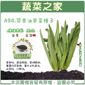 A94.翠香油麥菜種子3克(約2400顆)