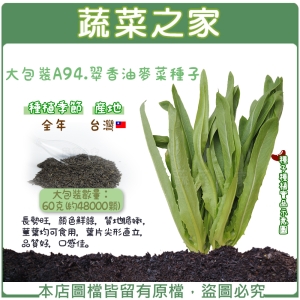 大包裝A94.翠香油麥菜種子60克(約48000顆)