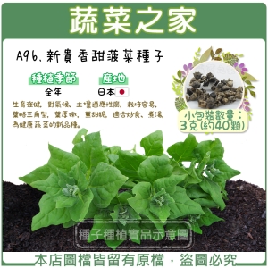 A96.新貴香甜菠菜種子3克(約40顆)