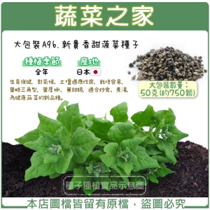 大包裝A96.新貴香甜菠菜種子50克(約750顆)