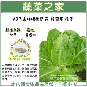 A97.吉林脆甜萵苣(綠蘿蔓)種子1.7克(約1500顆)