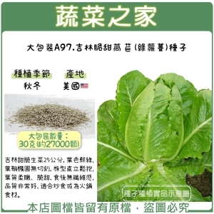 大包裝A97.吉林脆甜萵苣(綠蘿蔓)種子30克(約27000顆)