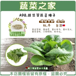 A98.綠翡翠萵苣種子1.4克(1100顆)