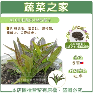 A100.紅葉尖A萵苣種子4.8克(約4300顆)