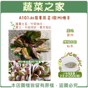 A101.紅蘿蔓萵苣(歐洲)種子2克(約2000顆)