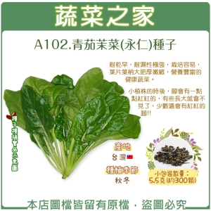 A102.青茄茉菜(永仁)種子5.5克(約300顆)