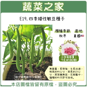 E19.四季矮性敏豆種子7克(約30顆)