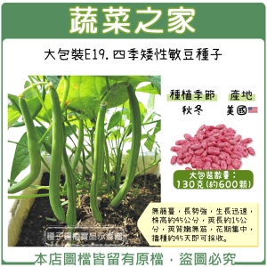 大包裝E19.四季矮性敏豆種子130克(約600顆)