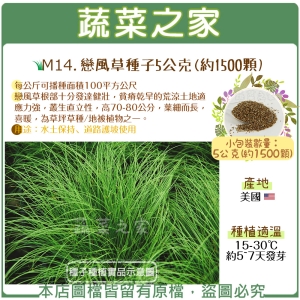 【蔬菜之家】M14.戀風草種子5公克(約1500顆)