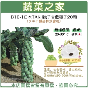 B10-1.日本TAKII抱子甘藍種子20顆(タキイ種苗株式會社)