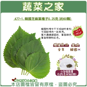 A77-1.韓國芝麻葉種子0.25克(約60顆)