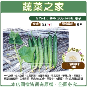 G17-1.小黃瓜(306小胡瓜)種子8顆