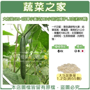 大包裝G20-1冠軍小黃瓜(123小胡瓜)種子1.2克(約55顆)