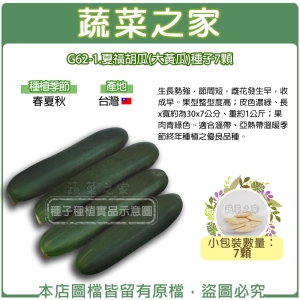 G62-1.夏福胡瓜(大黃瓜)種子7顆