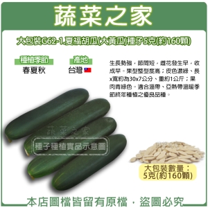 大包裝G62-1.夏福胡瓜(大黃瓜)種子5克(約160顆)