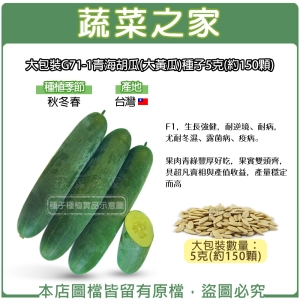 大包裝G71-1青海胡瓜(大黃瓜)種子5克(約150顆)