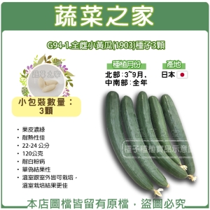 G94-1.全雌小黃瓜(1903)種子3顆