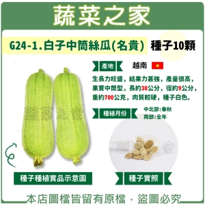 G24-1.白子中筒絲瓜(名貴) 種子10顆
