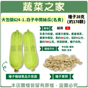 大包裝G24-1.白子中筒絲瓜(名貴) 種子20克(約170顆)