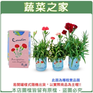 【蔬菜之家004-E35】iPlant易開罐花卉-康乃馨