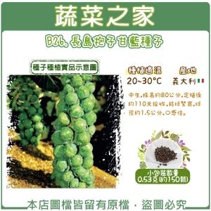 B26.長島抱子甘藍種子0.53克(約150顆)