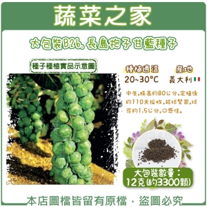 大包裝B26.長島抱子甘藍種子12克(約3300顆)