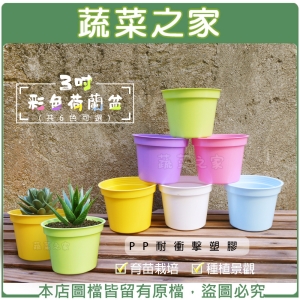 【蔬菜之家005-C98】3吋彩色荷蘭盆(共6色可選)