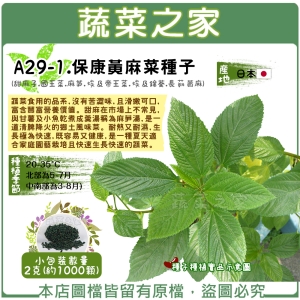 A29-1.保康黃麻菜種子2克(約1000顆) (甜麻子.國王菜.麻芛.埃及帝王菜.埃及錦葵.長蒴黃麻)