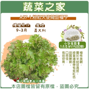 A57-1.粉紅天使萵苣種子1.5克(約1500顆)