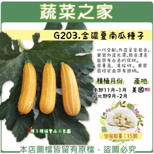 G203.金礦夏南瓜種子15顆