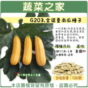 G203.金礦夏南瓜種子100顆