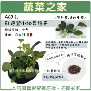 A60-1.紅達豐小松菜種子2克(約650顆)寶貝菜.貝比生菜
